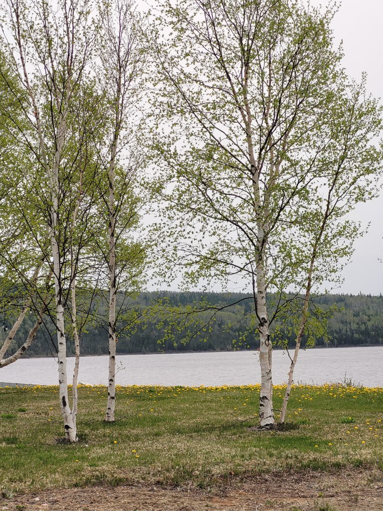 Catamaran St. East site 13